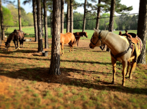 cowboy up horse camp arkansas